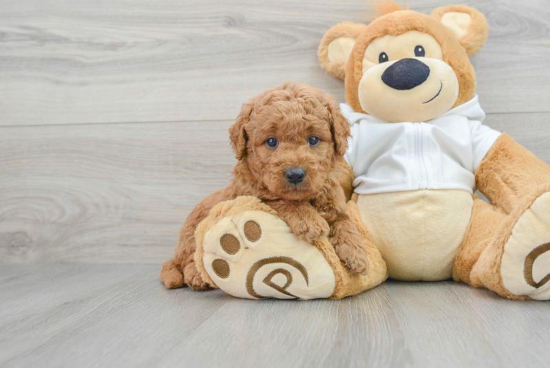 Meet Junior - our Mini Goldendoodle Puppy Photo 1/3 - Premier Pups