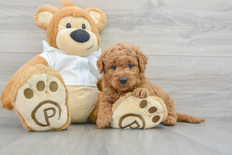 Meet Junior - our Mini Goldendoodle Puppy Photo 3/3 - Premier Pups