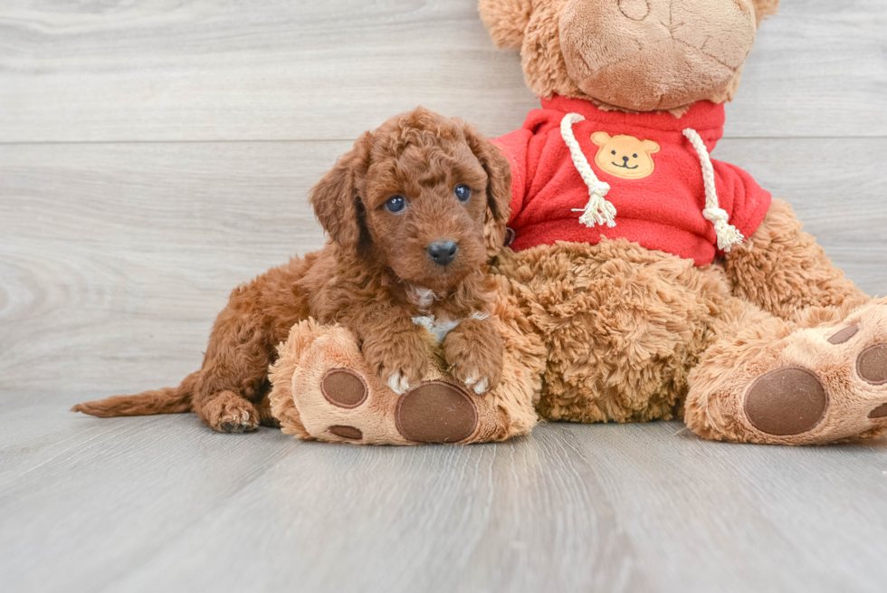 Little Golden Retriever Poodle Mix Puppy