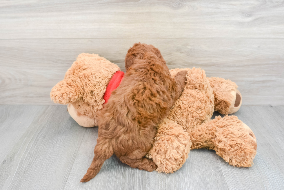 Smart Mini Goldendoodle Poodle Mix Pup