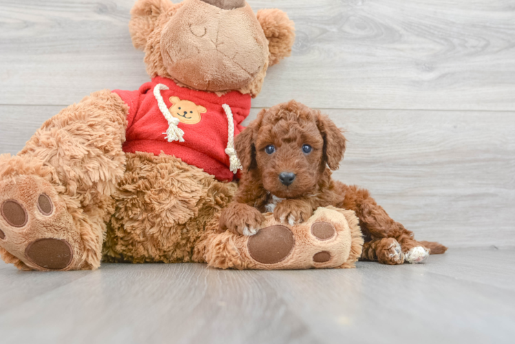 Popular Mini Goldendoodle Poodle Mix Pup