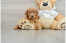 Popular Mini Goldendoodle Poodle Mix Pup