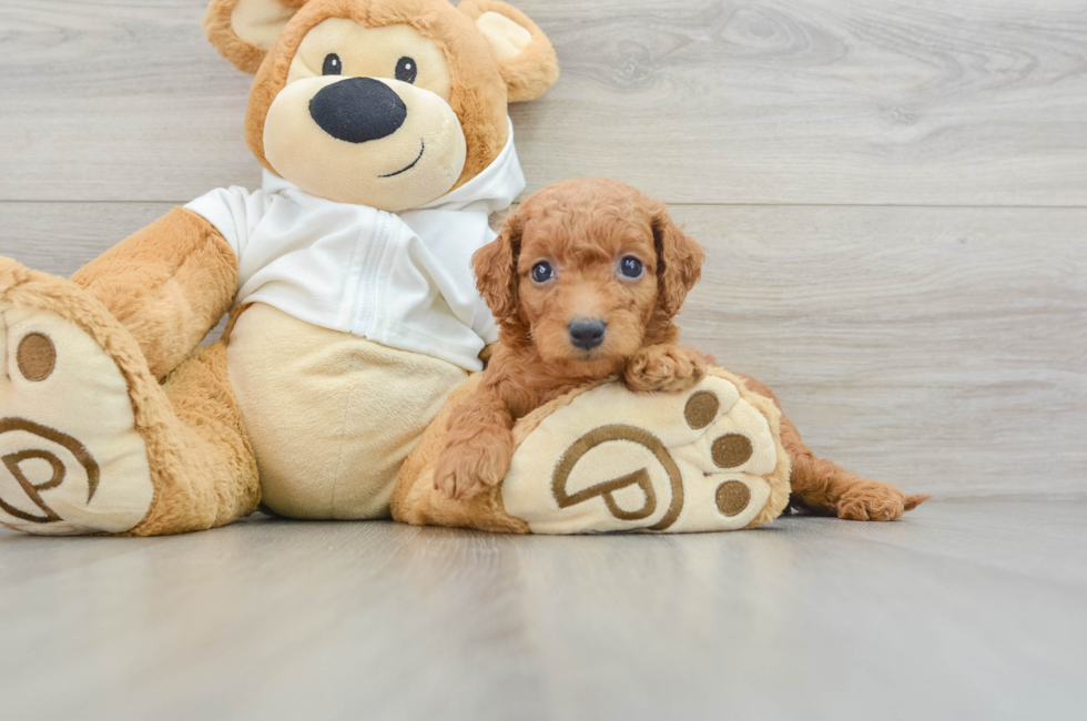 5 week old Mini Goldendoodle Puppy For Sale - Premier Pups