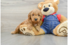 Cute Mini Goldendoodle Baby