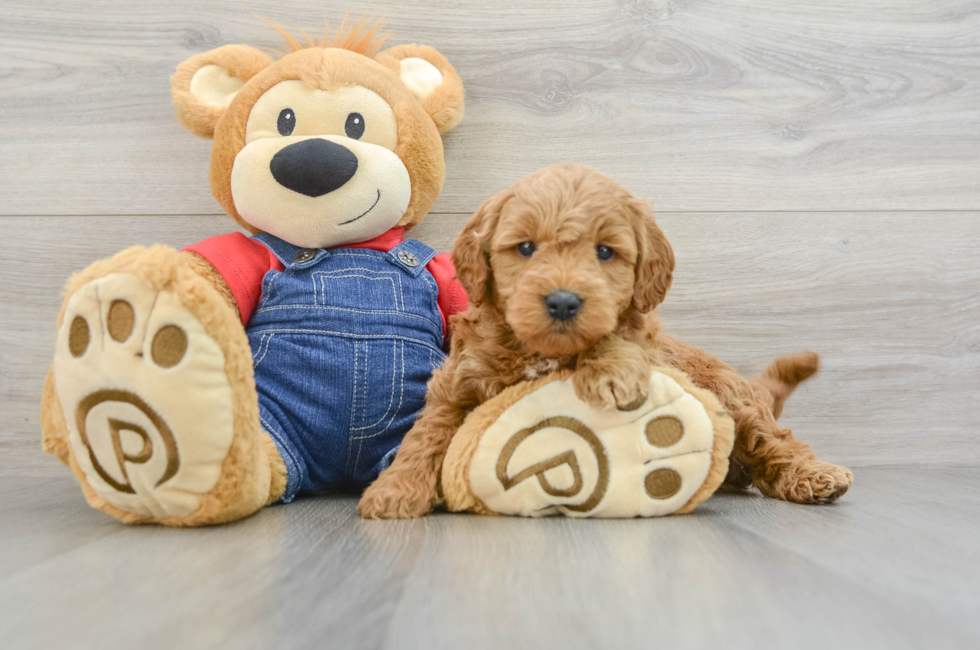 6 week old Mini Goldendoodle Puppy For Sale - Premier Pups