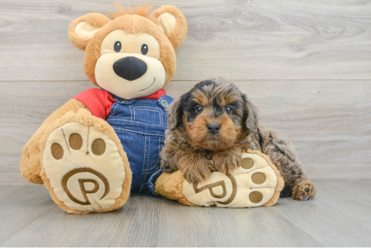 Smart Mini Goldendoodle Poodle Mix Pup