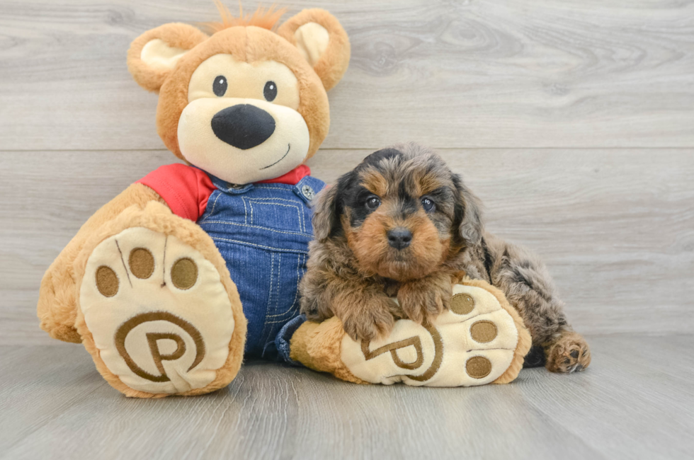 5 week old Mini Goldendoodle Puppy For Sale - Premier Pups