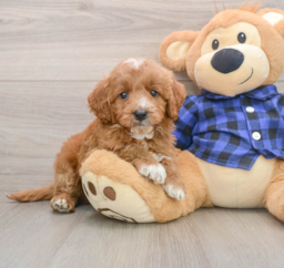 7 week old Mini Goldendoodle Puppy For Sale - Premier Pups