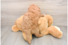 Mini Goldendoodle Puppy for Adoption