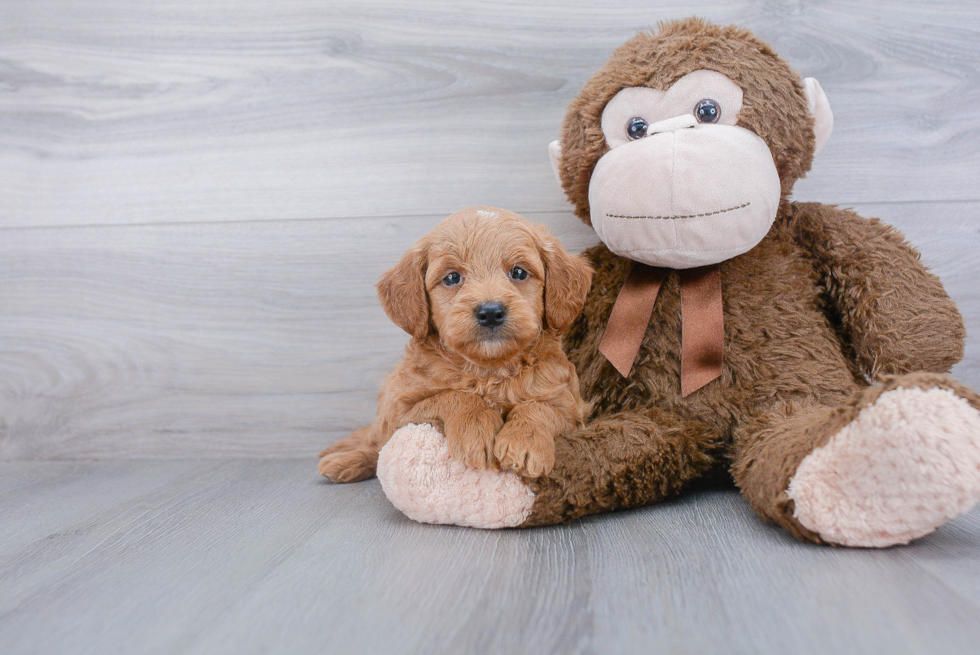 Energetic Golden Retriever Poodle Mix Puppy