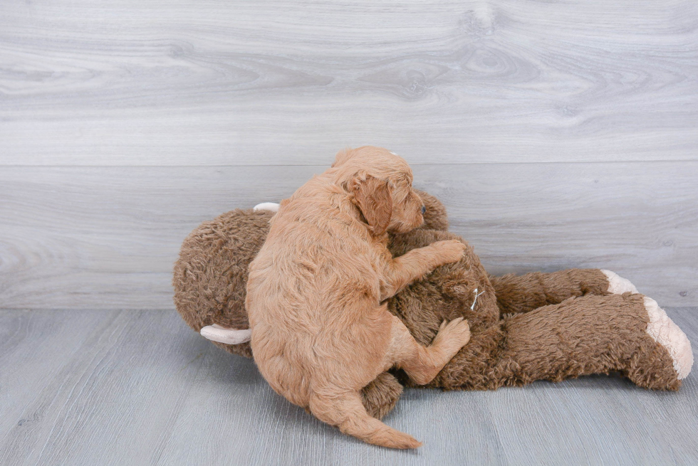 Adorable Golden Retriever Poodle Mix Puppy