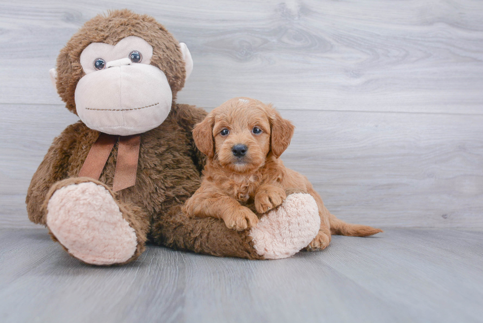 Friendly Mini Goldendoodle Baby