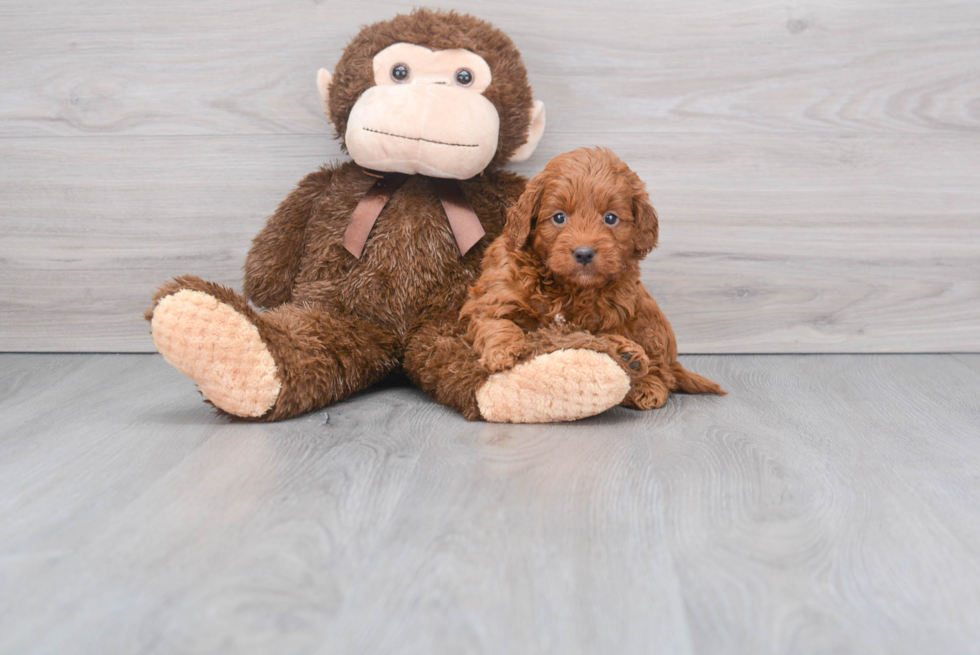 Happy Mini Goldendoodle Baby