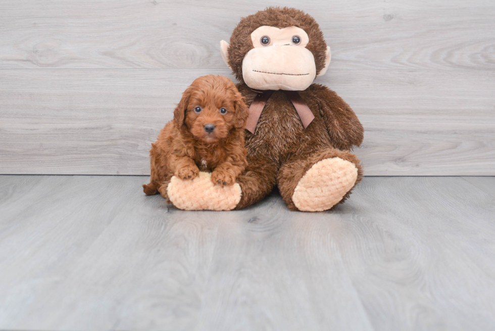 Mini Goldendoodle Puppy for Adoption