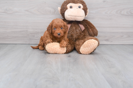 Little Golden Retriever Poodle Mix Puppy