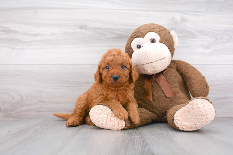 Mini Goldendoodle Pup Being Cute