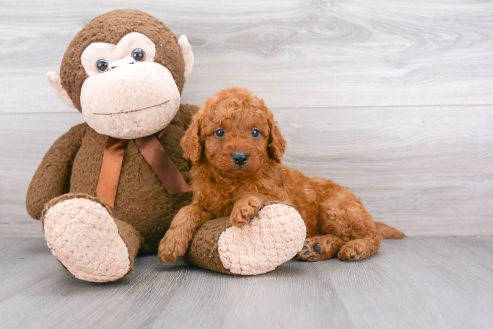 Funny Mini Goldendoodle Poodle Mix Pup