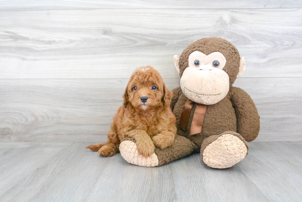 Mini Goldendoodle Pup Being Cute