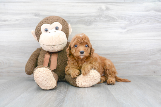 Mini Goldendoodle Pup Being Cute