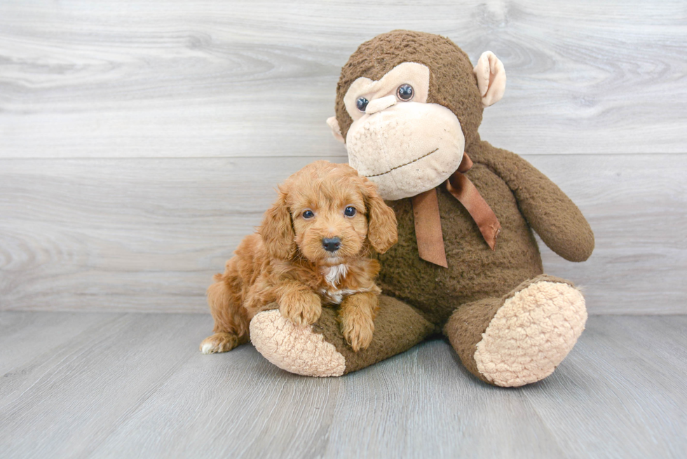 Little Golden Retriever Poodle Mix Puppy