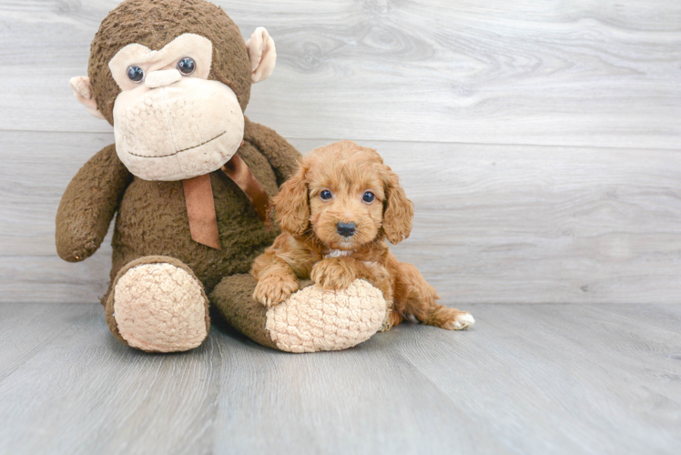 Smart Mini Goldendoodle Poodle Mix Pup