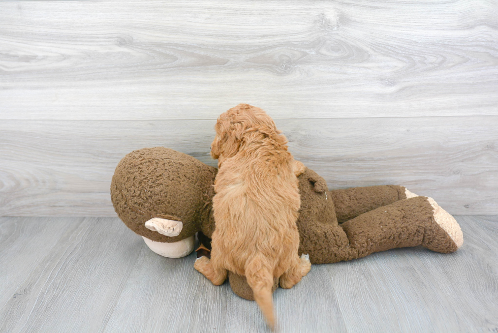 Hypoallergenic Golden Retriever Poodle Mix Puppy