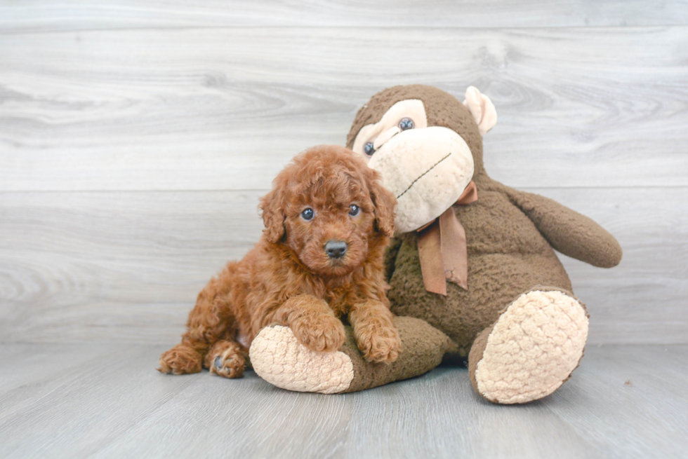 Cute Mini Goldendoodle Baby