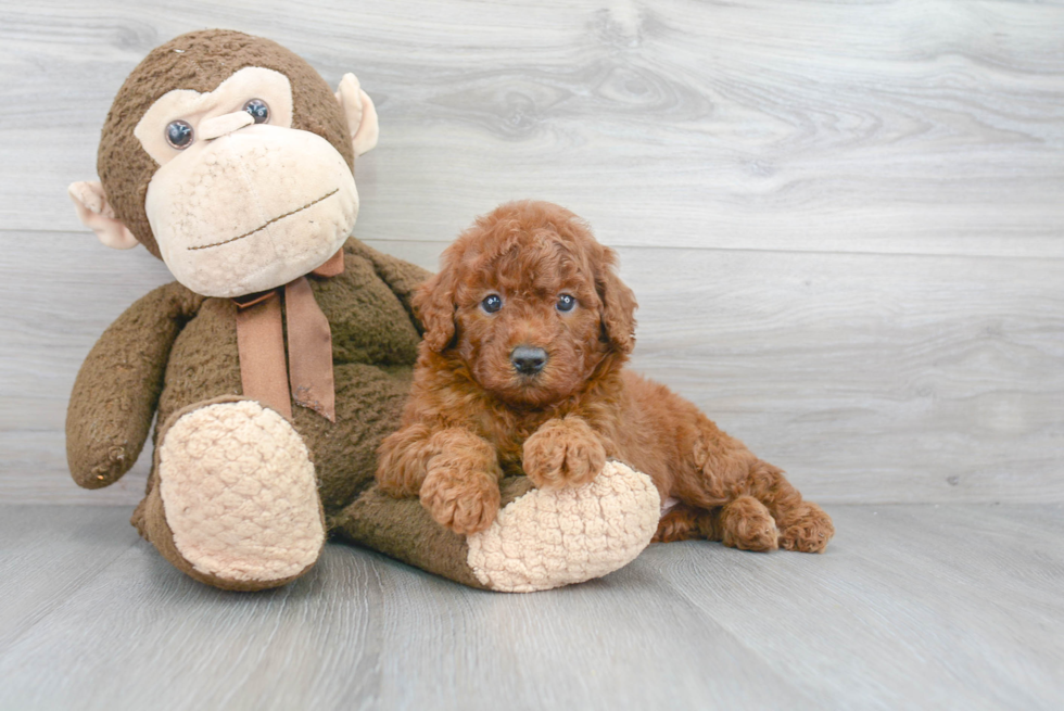 Hypoallergenic Golden Retriever Poodle Mix Puppy