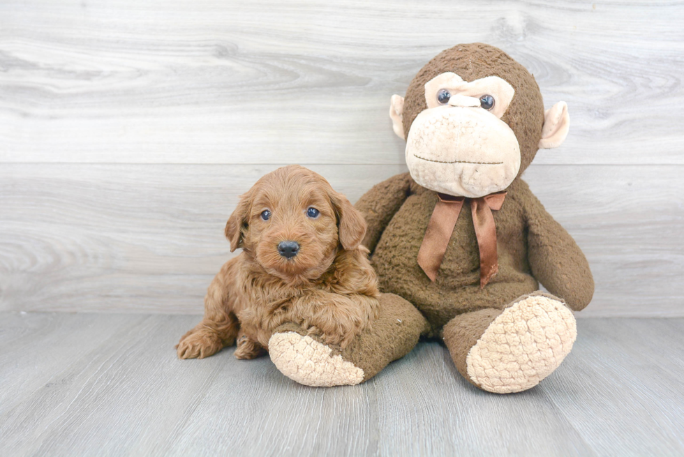 Best Mini Goldendoodle Baby