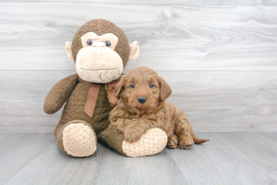 Petite Mini Goldendoodle Poodle Mix Pup