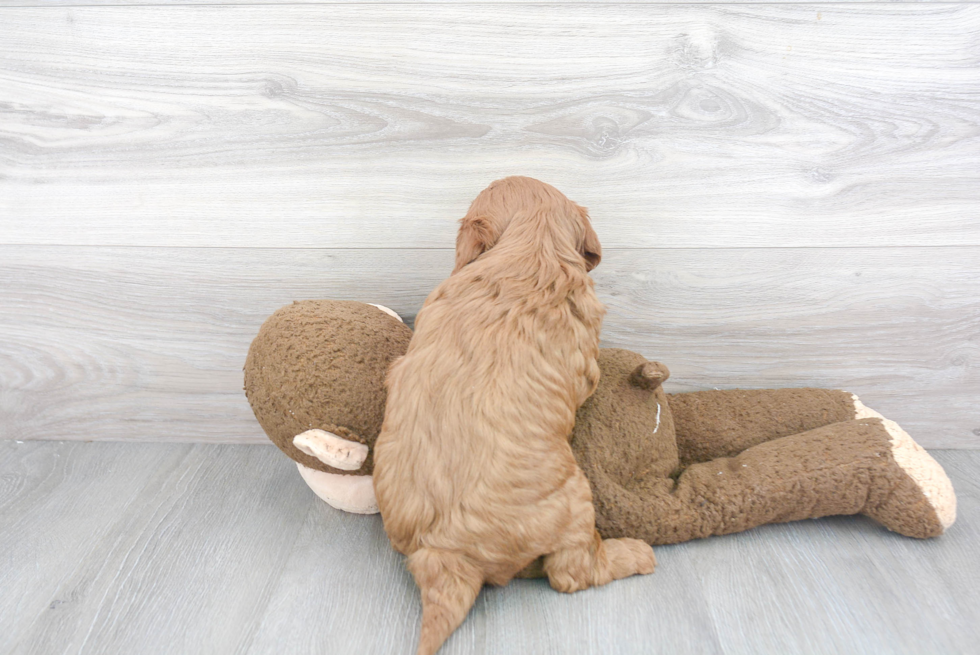 Adorable Golden Retriever Poodle Mix Puppy