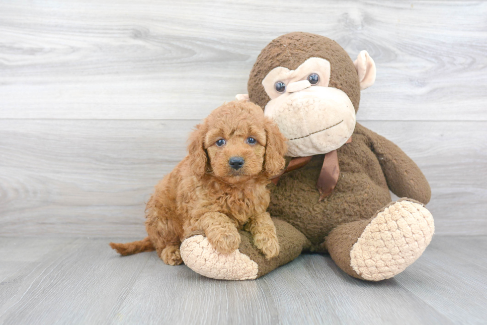 Sweet Mini Goldendoodle Baby