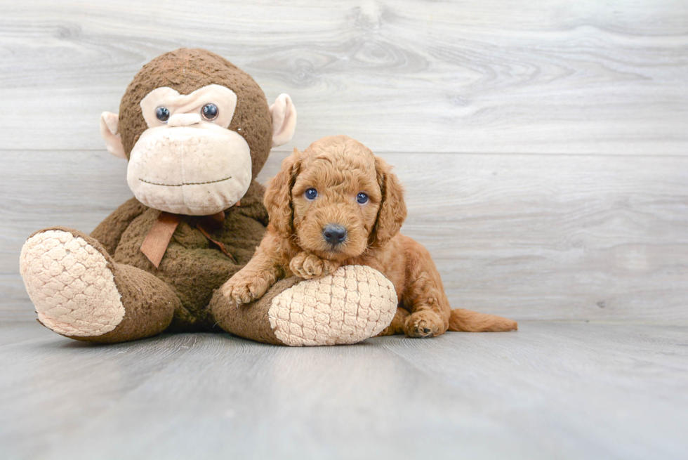 Mini Goldendoodle Pup Being Cute