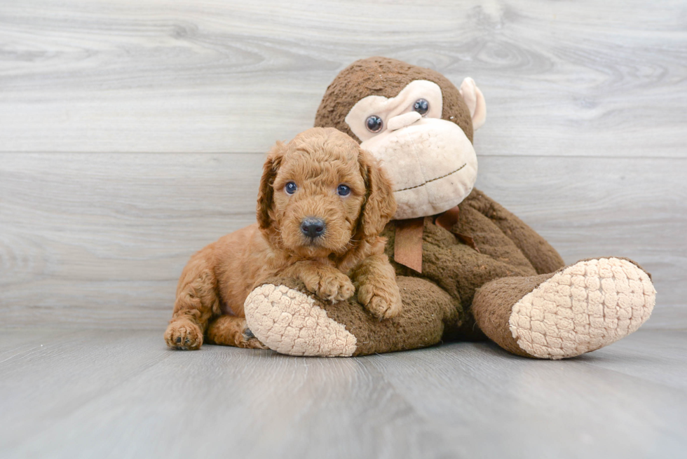 Best Mini Goldendoodle Baby