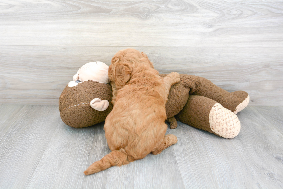 Popular Mini Goldendoodle Poodle Mix Pup