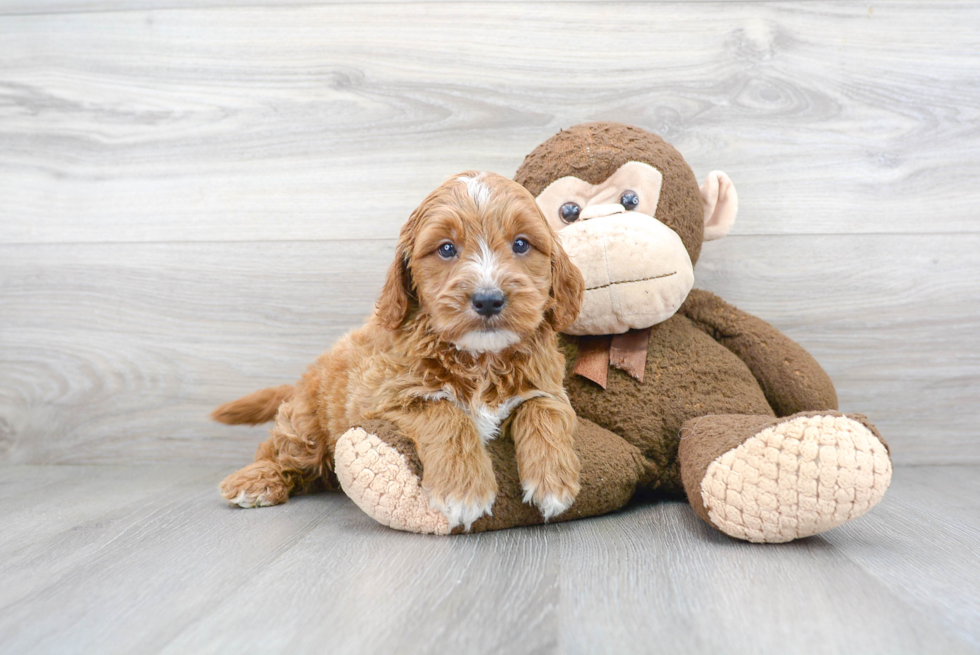 Mini Goldendoodle Pup Being Cute