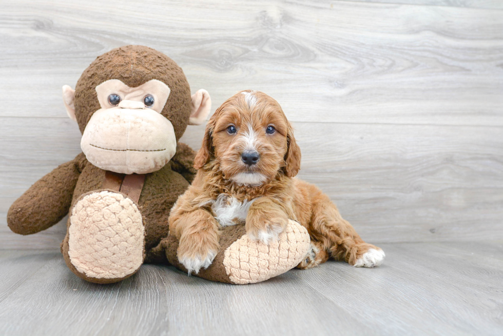 Smart Mini Goldendoodle Poodle Mix Pup