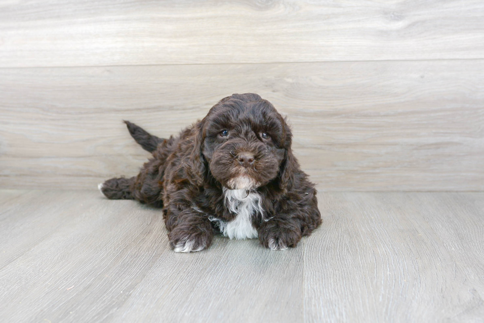 Happy Mini Goldendoodle Baby