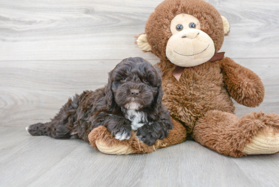 Mini Goldendoodle Pup Being Cute