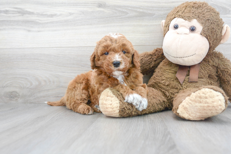 Mini Goldendoodle Puppy for Adoption