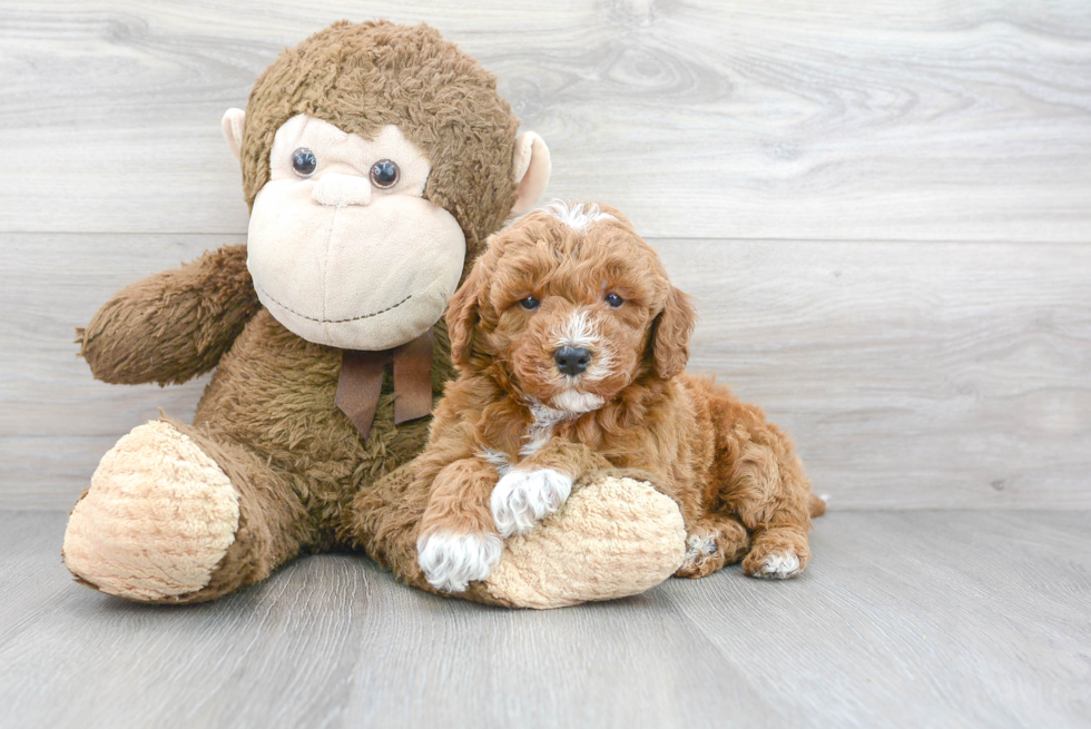 Mini Goldendoodle Puppy for Adoption