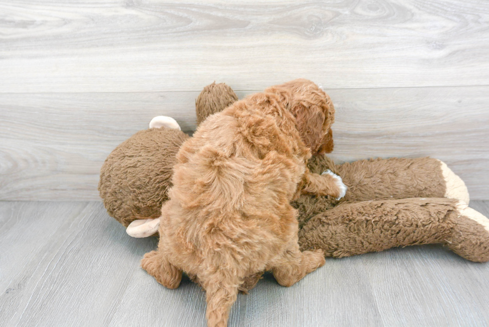 Happy Mini Goldendoodle Baby