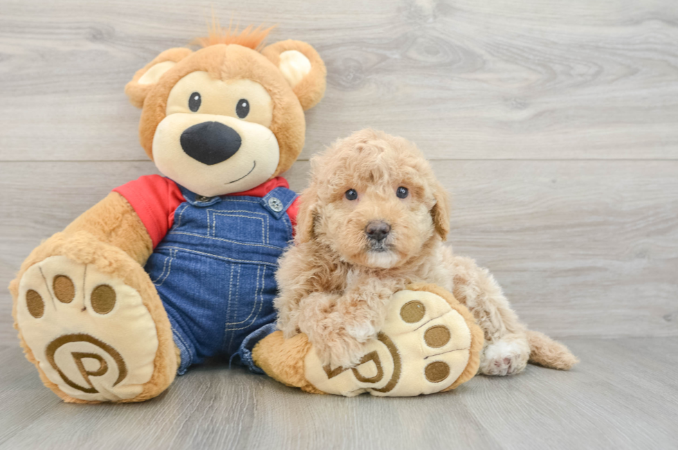 5 week old Mini Goldendoodle Puppy For Sale - Premier Pups
