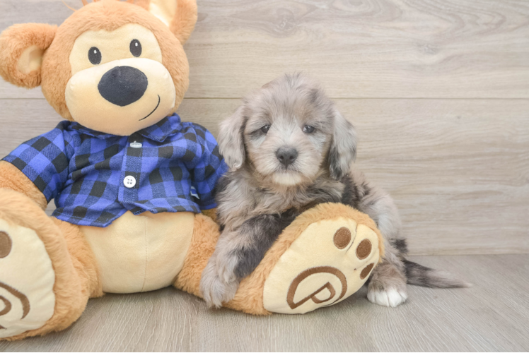 Hypoallergenic Mini Goldiepoo Poodle Mix Puppy