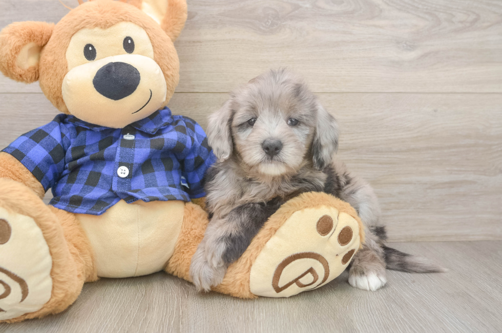 6 week old Mini Goldendoodle Puppy For Sale - Premier Pups