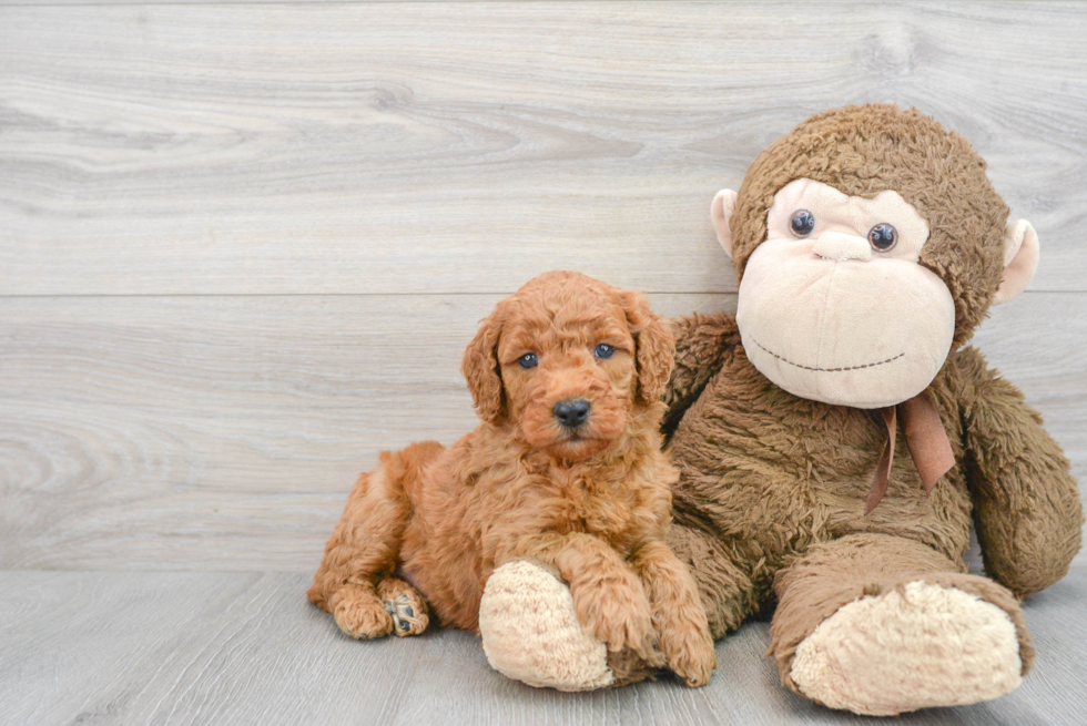 Popular Mini Goldendoodle Poodle Mix Pup