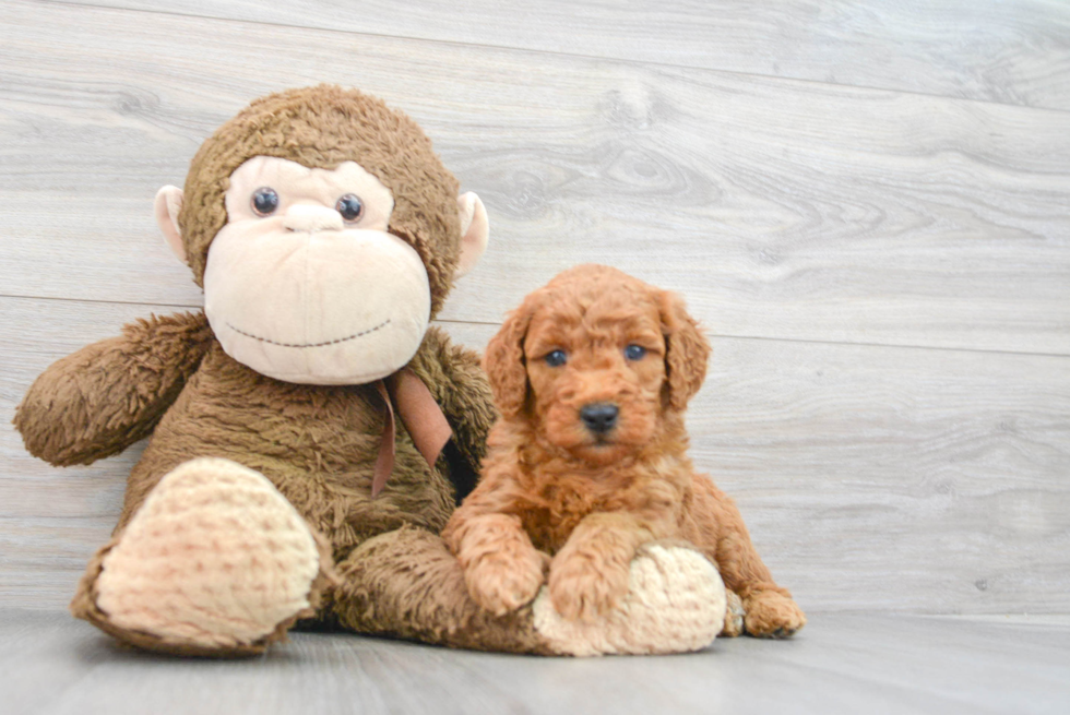 Friendly Mini Goldendoodle Baby