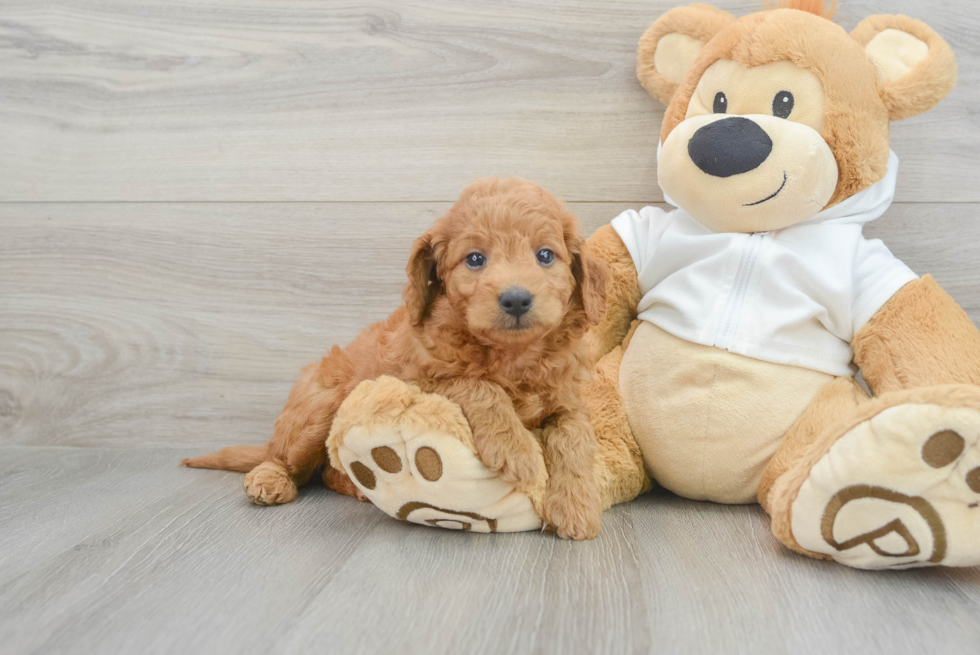 Mini Goldendoodle Pup Being Cute