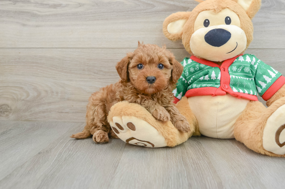 5 week old Mini Goldendoodle Puppy For Sale - Premier Pups