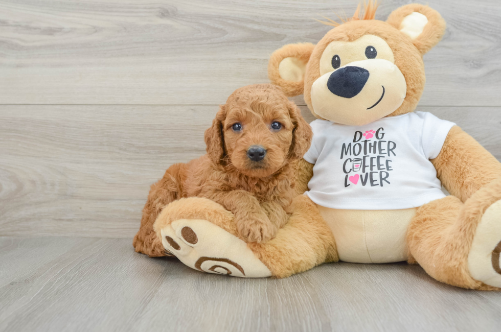 5 week old Mini Goldendoodle Puppy For Sale - Premier Pups